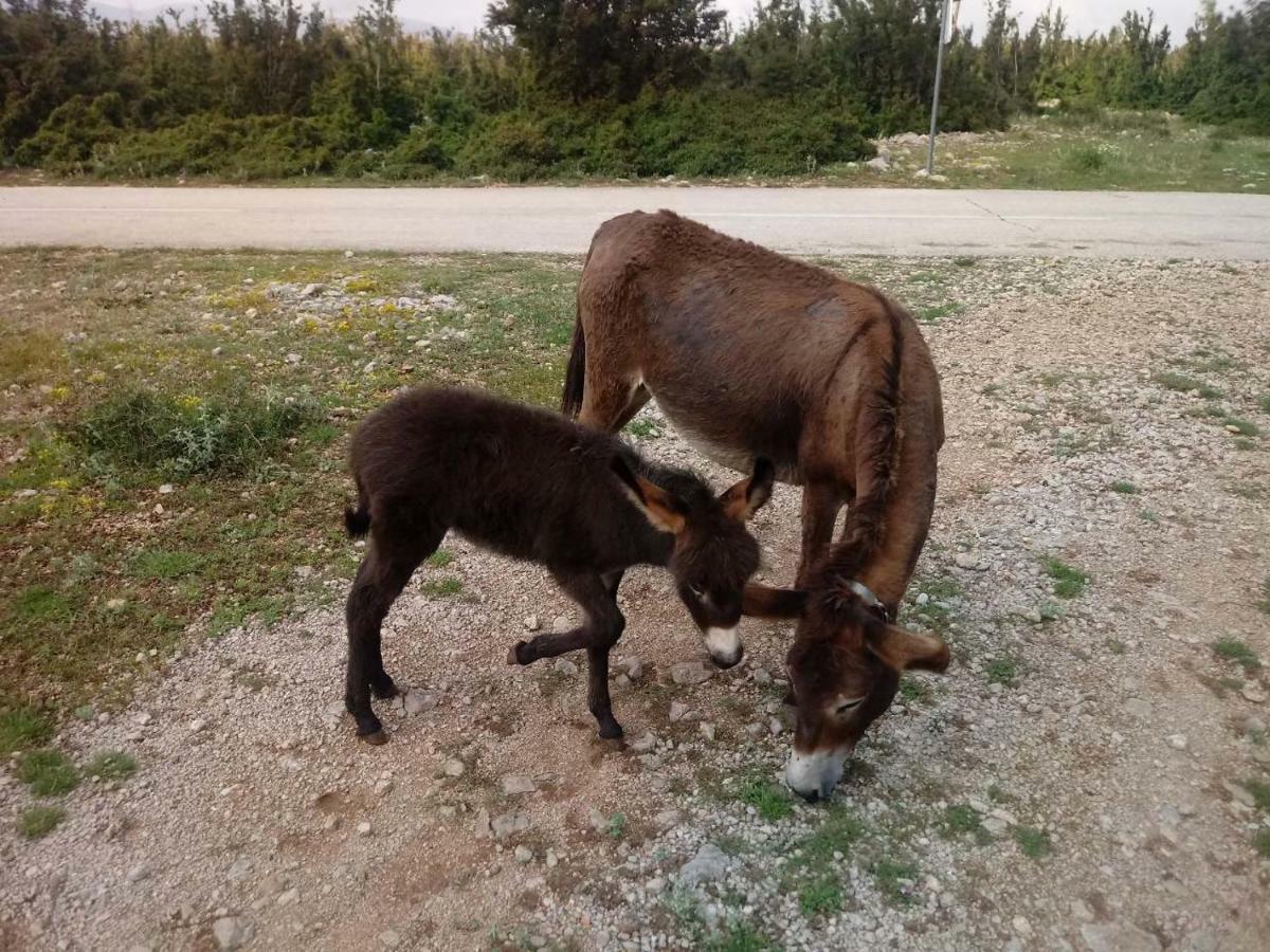 Kuca Za Odmor Dolovi Hotel Golubic  Buitenkant foto